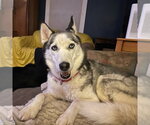 Small #1 Siberian Husky