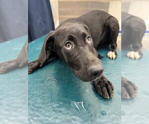 Labrador Retriever-Unknown Mix Dogs for adoption in Mobile, AL, USA