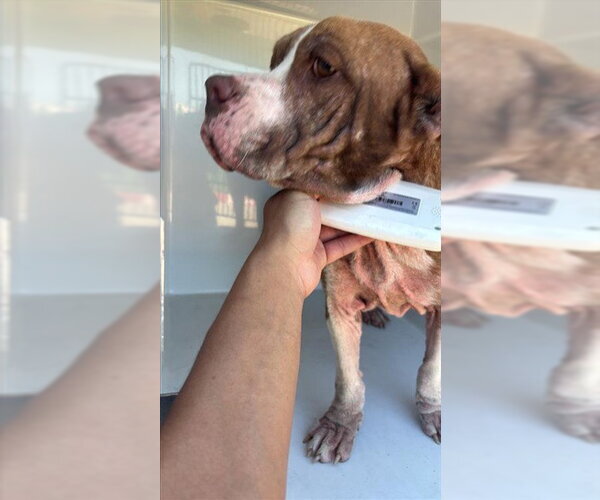 Medium Photo #1 Basset Hound-Unknown Mix Puppy For Sale in Houston, TX, USA