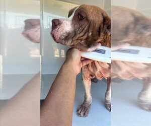 Basset Hound-Unknown Mix Dogs for adoption in Houston, TX, USA