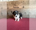 Small #1 Pembroke Welsh Corgi