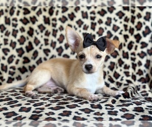 Chihuahua Puppy for sale in LAKELAND, FL, USA