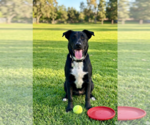 Small #2 Labrador Retriever Mix