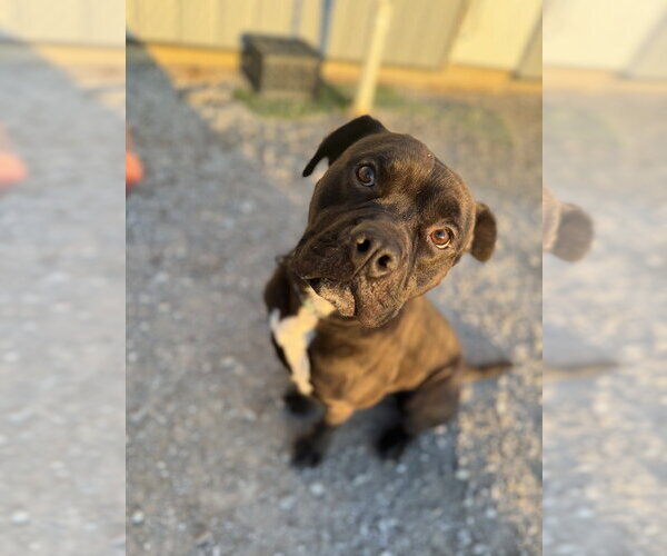 Medium Photo #2 Mutt Puppy For Sale in Evansville, IN, USA