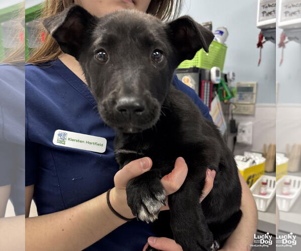 Medium Photo #1 Labrador Retriever-Unknown Mix Puppy For Sale in Washington, DC, USA
