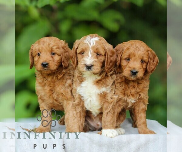 Medium Photo #3 Goldendoodle (Miniature) Puppy For Sale in EAST EARL, PA, USA