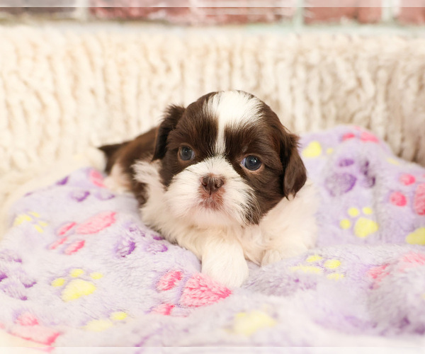 Medium Photo #5 Shih Tzu Puppy For Sale in SYRACUSE, IN, USA
