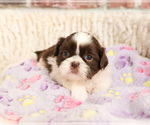 Small #4 Shih Tzu