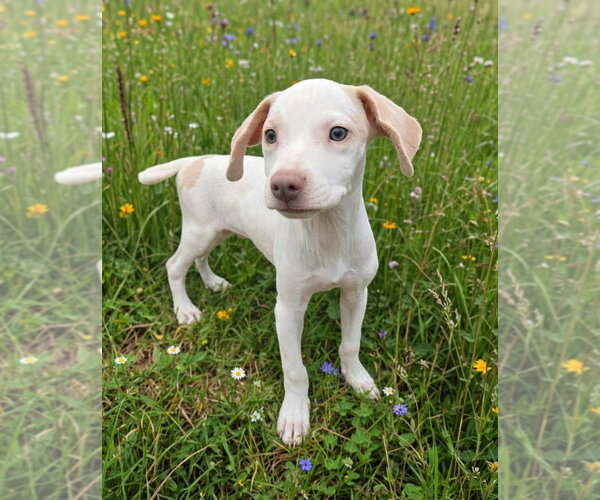 Medium Photo #2 Beagle-Unknown Mix Puppy For Sale in New York, NY, USA