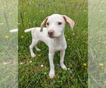 Small #1 Beagle Mix
