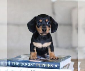 Dachshund Puppy for sale in NEWBURG, PA, USA