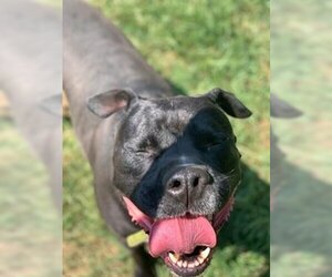 Deitz - Male Bulloxer Dog for Adoption - Photo #17