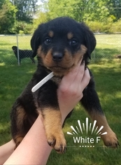 Rottweiler Puppy for sale in EASLEY, SC, USA