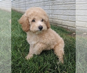 Poodle (Miniature) Puppy for sale in FREDERICKSBURG, OH, USA