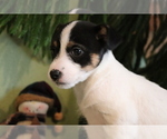 Small Photo #4 Jack Russell Terrier Puppy For Sale in SHILOH, OH, USA