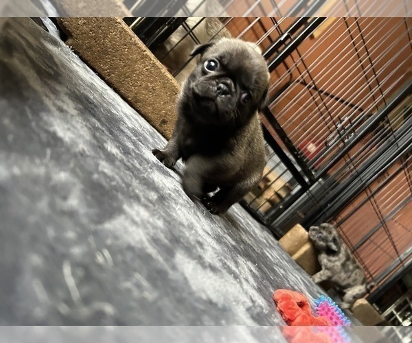 Medium Photo #1 Pug Puppy For Sale in BLOOMINGTON, IL, USA