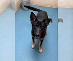 Small #1 German Shepherd Dog Mix