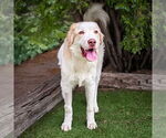 Small #1 Brittany-Great Pyrenees Mix