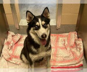 Siberian Husky Dogs for adoption in Orange, CA, USA