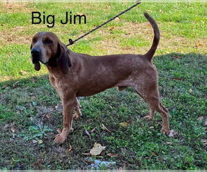 Mutt Dogs for adoption in Cottageville, WV, USA