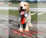 Small Photo #15 Goldendoodle Puppy For Sale in KISSIMMEE, FL, USA