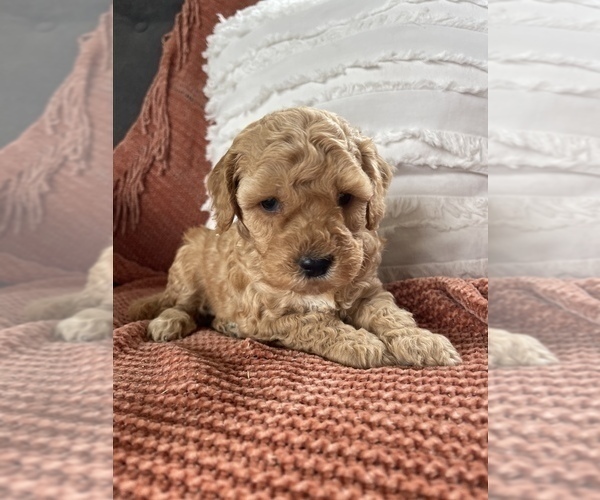 Medium Photo #1 Cockapoo Puppy For Sale in ANTWERP, NY, USA