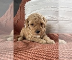 Small Photo #1 Cockapoo Puppy For Sale in ANTWERP, NY, USA