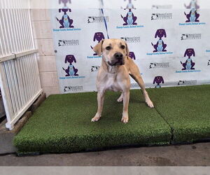 Black Mouth Cur Dogs for adoption in Orlando, FL, USA