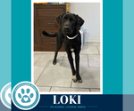 Loki (The L Train) 100326 - Male Labrador Retriever-Unknown Mix Dog for Adoption - Small photo