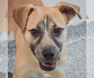 Black Mouth Cur-Unknown Mix Dogs for adoption in Huntley, IL, USA