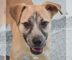 Small Black Mouth Cur Mix