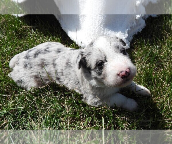 Medium Photo #2 Border Collie Puppy For Sale in CARLISLE, KY, USA