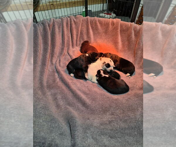 Medium Photo #7 Alaskan Malamute Puppy For Sale in Aurora, IN, USA