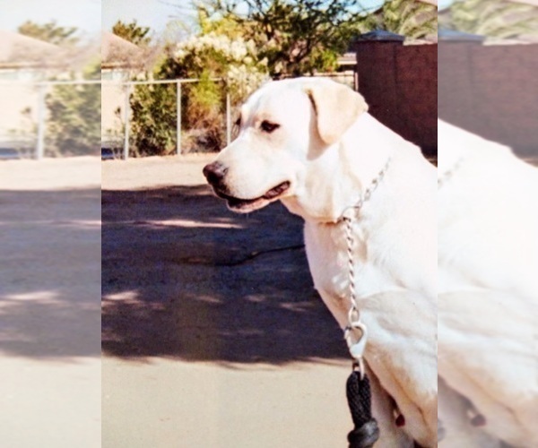Medium Photo #1 Labrador Retriever Puppy For Sale in SCOTTSDALE, AZ, USA