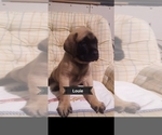 Puppy 3 Mastiff