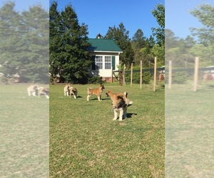 Akita Puppy for sale in RAEFORD, NC, USA