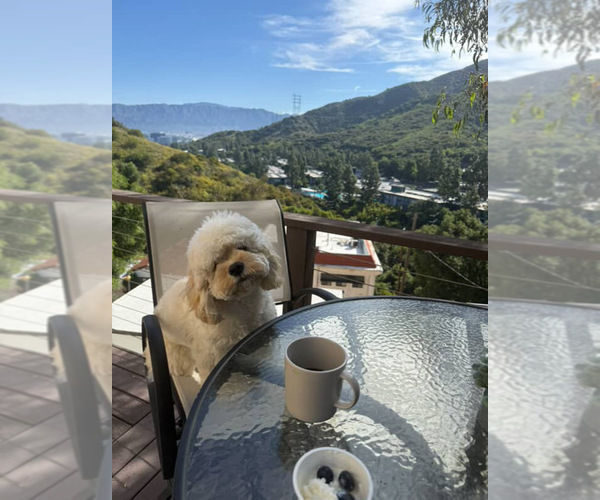 Medium Photo #17 Cockapoo (Miniature) Puppy For Sale in BUCKLEY, WA, USA