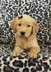 Small Photo #8 Golden Retriever Puppy For Sale in LANCASTER, PA, USA