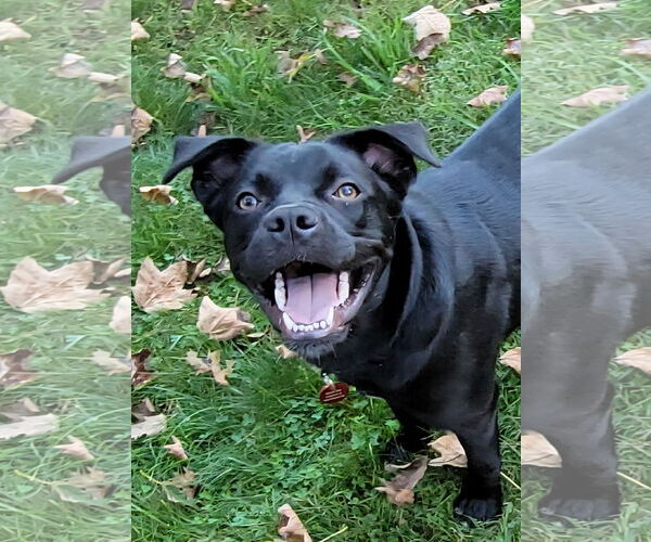 Medium Photo #4 Boxador Puppy For Sale in Wakefield, RI, USA