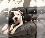 Small #6 American Bulldog