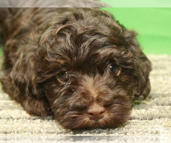 Medium Photo #9 Havanese-Poodle (Toy) Mix Puppy For Sale in SHAWNEE, OK, USA