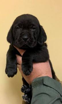 Medium Photo #15 Goldmaraner Puppy For Sale in VALDOSTA, GA, USA