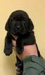 Small Photo #15 Goldmaraner Puppy For Sale in VALDOSTA, GA, USA