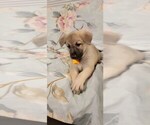 Small Photo #30 German Shepherd Dog Puppy For Sale in ANKENY, IA, USA