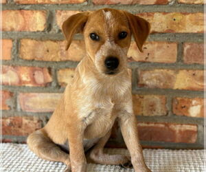 Red Heeler-Unknown Mix Dogs for adoption in Wetumpka, AL, USA