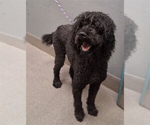 Poodle (Standard)-Unknown Mix Dogs for adoption in Las Vegas, NV, USA