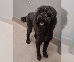 Small Poodle (Standard) Mix