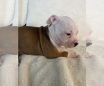 Small Photo #10 American Bully Puppy For Sale in KENT, WA, USA