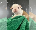 Puppy Gandalf AKC Boston Terrier