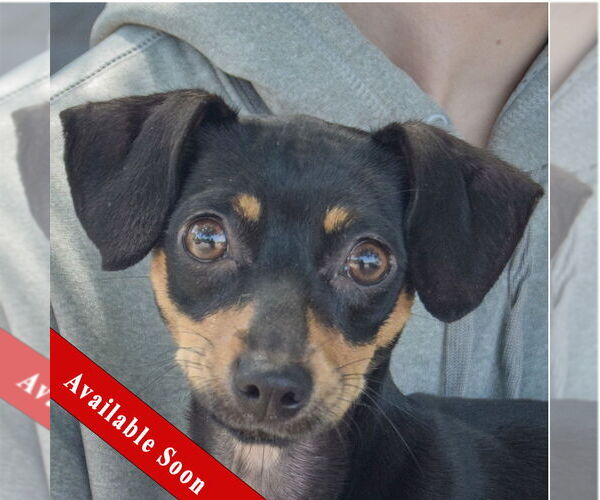 Medium Photo #1 Chipin Puppy For Sale in Huntley, IL, USA